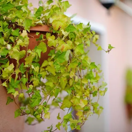 Il Viottolo Bed & Breakfast 3*