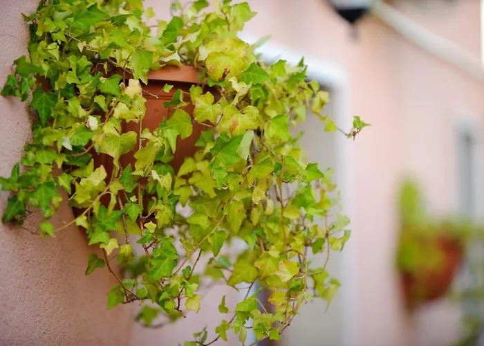 Il Viottolo לינה וארוחת בוקר 3*