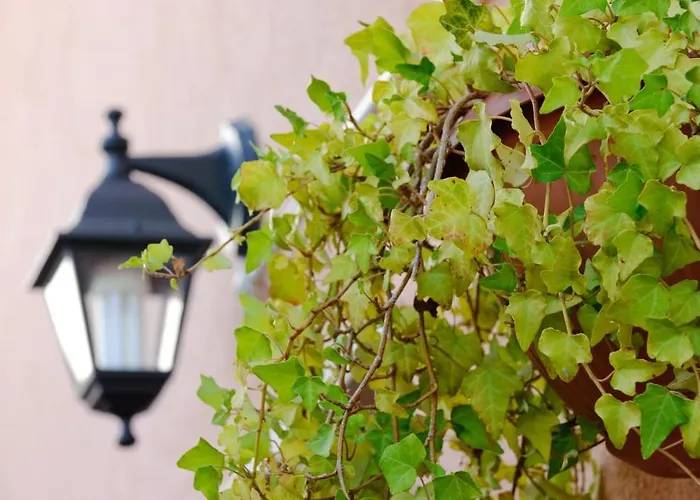 Il Viottolo 3* נוצ'י